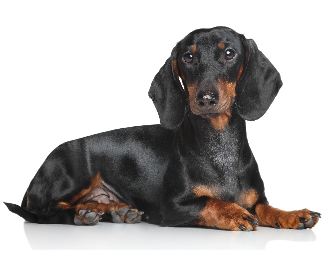 Read more about the article Pet Diabetes