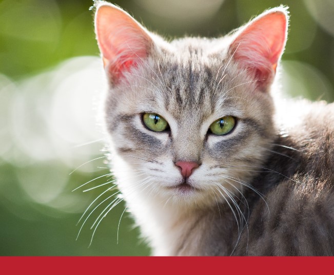 Read more about the article Recipe: Tuna & Catnip Biscuits