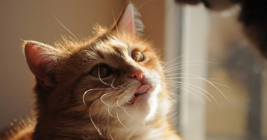 Recipe Yummy Turkey Biscuits PetlifeSA