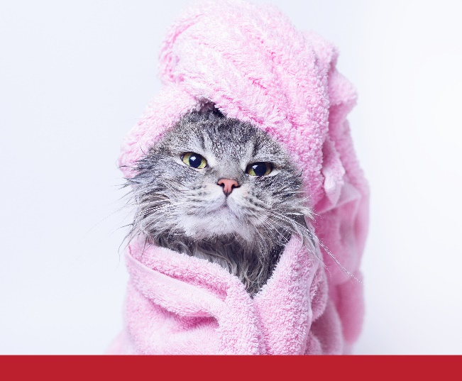 Read more about the article Grooming Your Cat