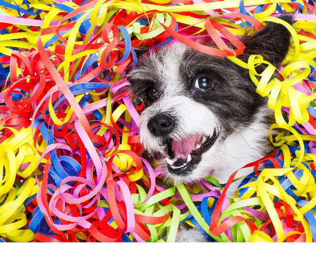 Read more about the article Pet-Positive Resolutions For 2024