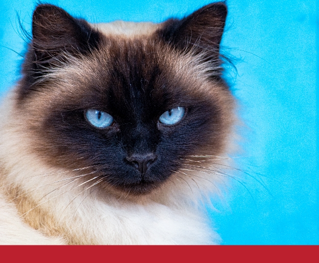 Read more about the article Recipes: Fishy Homemade Food for Cats