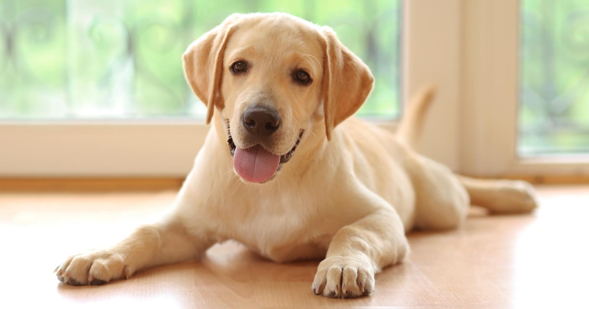 What You Need To Know About Epilepsy In Dogs - PetlifeSA