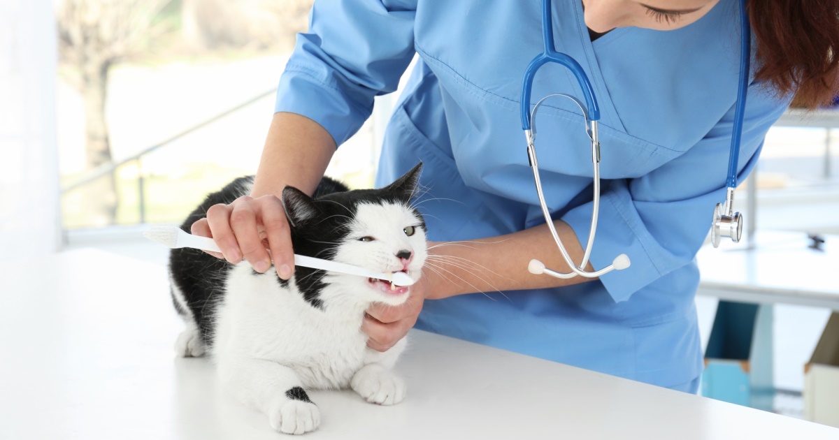 Stages And Treatment Of Gum Disease In Cats PetlifeSA