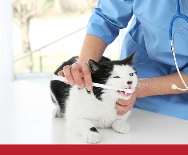 Read more about the article Stages And Treatment Of Gum Disease In Cats