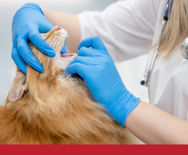Read more about the article What You Should Know About Oral Health Assessments For Cats