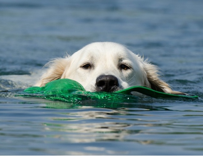 Read more about the article Hot Tips To Keep Your Pet Cool This Summer!
