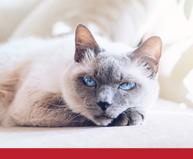 Read more about the article CKD A Common Disease In Domestic Cats
