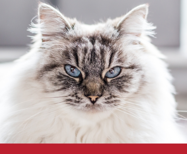 Read more about the article Causes Of Feline Chronic Kidney Disease