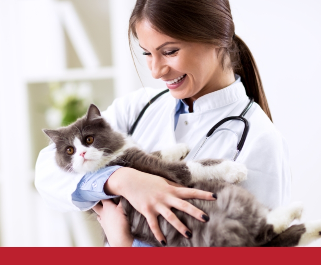 Read more about the article Chronic Kidney Disease In Cats – About The Disease