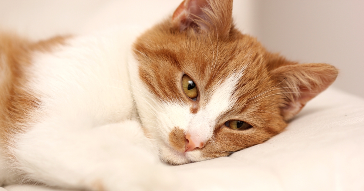 Discover The Causes Of Pain In Cats PetlifeSA