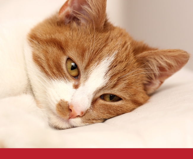 Read more about the article Discover The Causes Of Pain In Cats