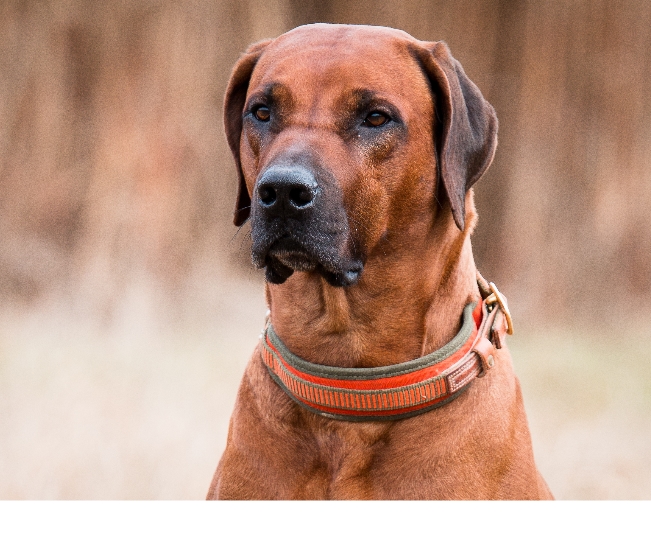 Read more about the article The Tempting World Of Pet Tech