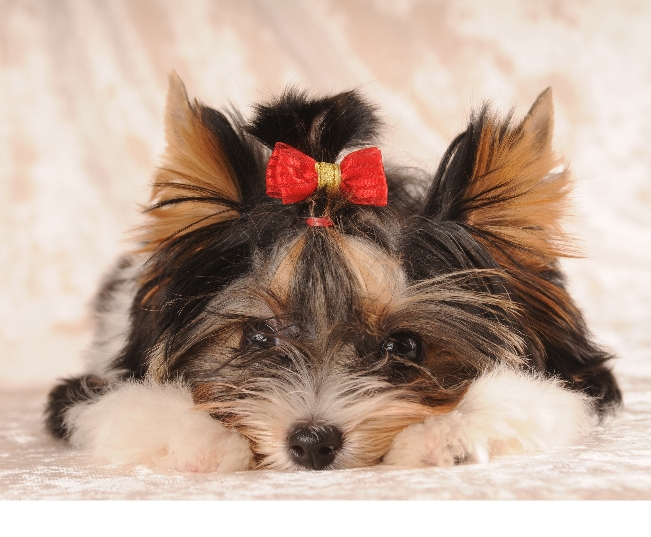 Read more about the article What To Do If You Suspect Your Pet Has Been Poisoned