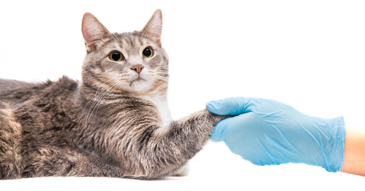 Untreated Worms in Cats What happens when cat owners do nothing