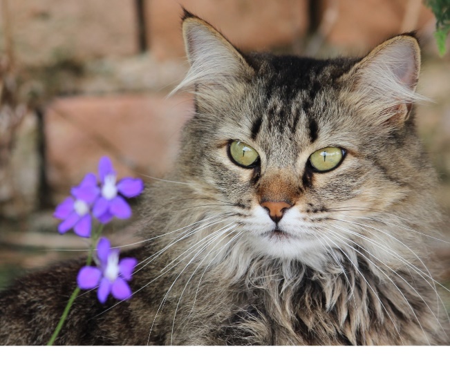 Read more about the article Microchipping Your Pet
