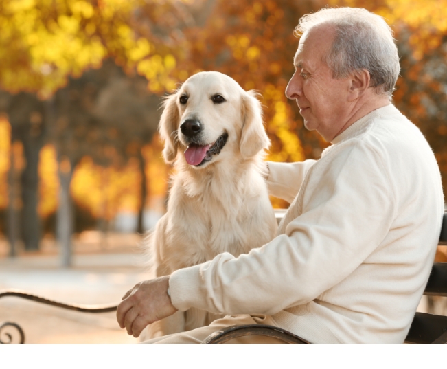 Read more about the article The Importance Of Pets In Our Lives
