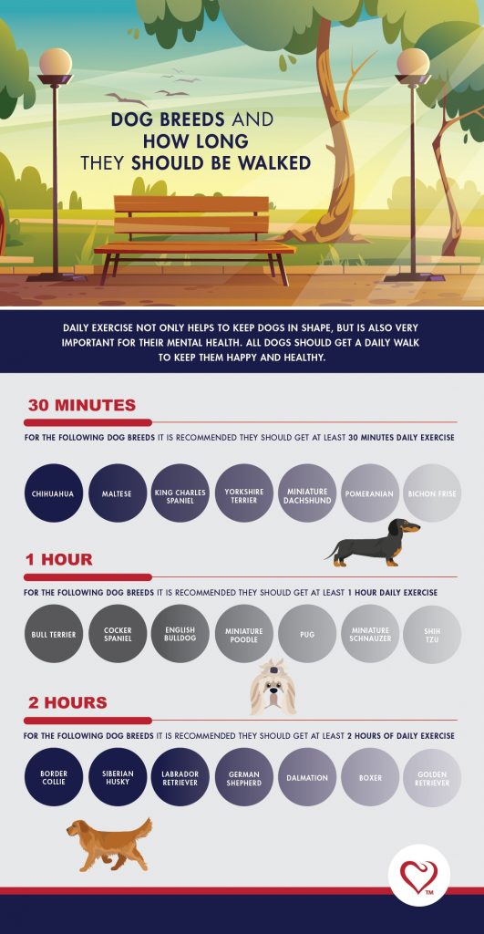Dog breeds and how long they should be walked PetlifeSA
