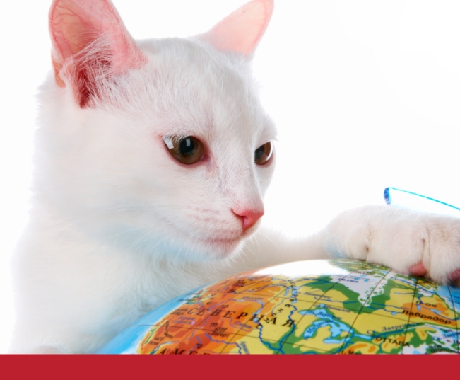 Read more about the article International Cat Day