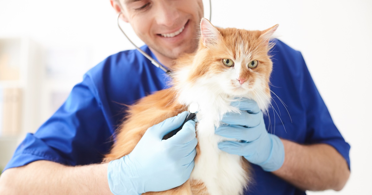 Take Your Cat To The Vet Day PetlifeSA