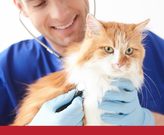 Read more about the article Take Your Cat To The Vet Day