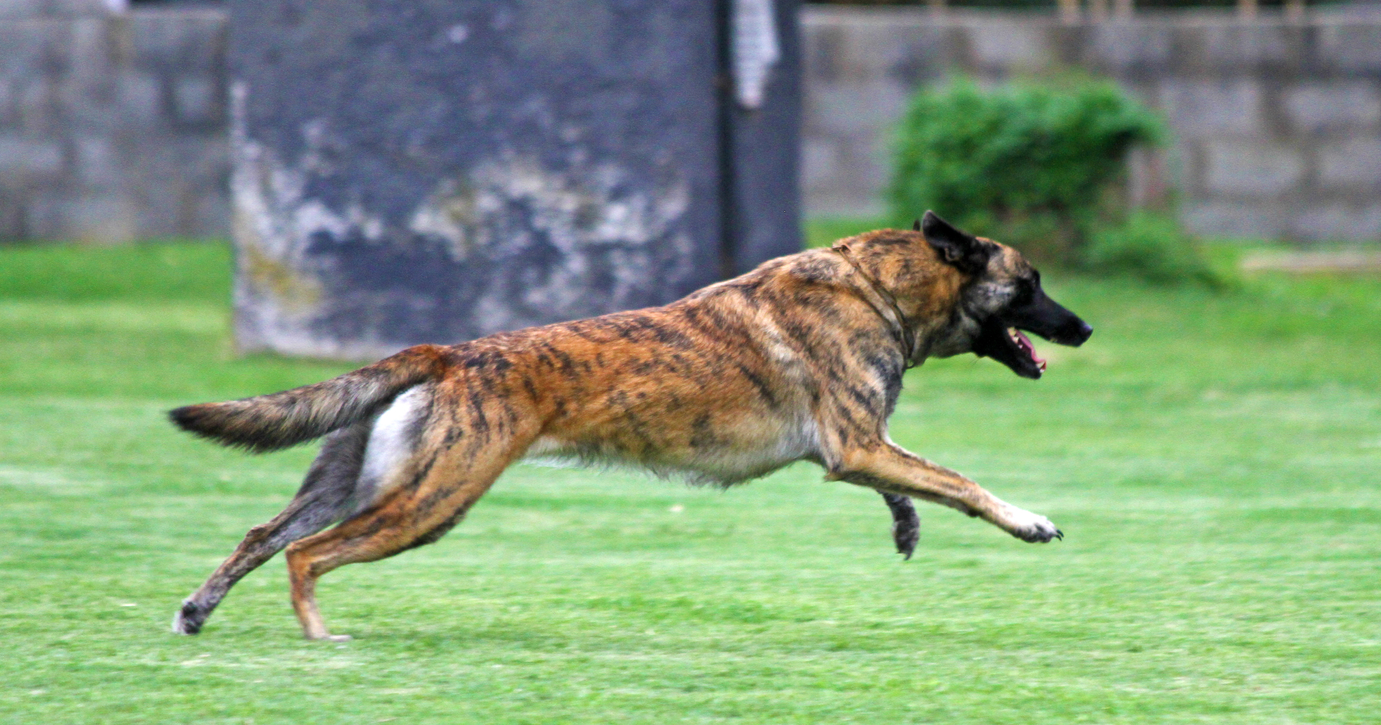 What breed store are police dogs