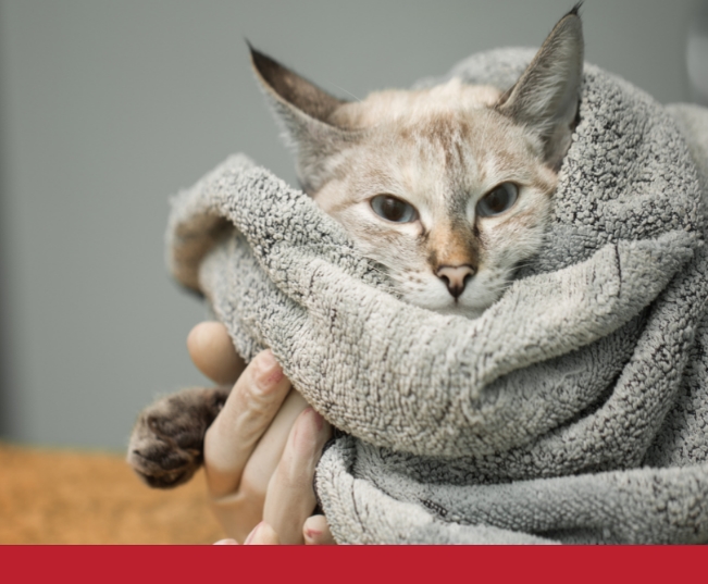 Read more about the article Diagnosing, Treating & Preventing Cancer In Cats