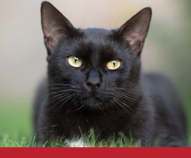 Read more about the article Parasite Control For Cats – An Overview
