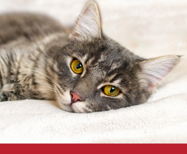 Read more about the article An Overview Of Cancer In Cats