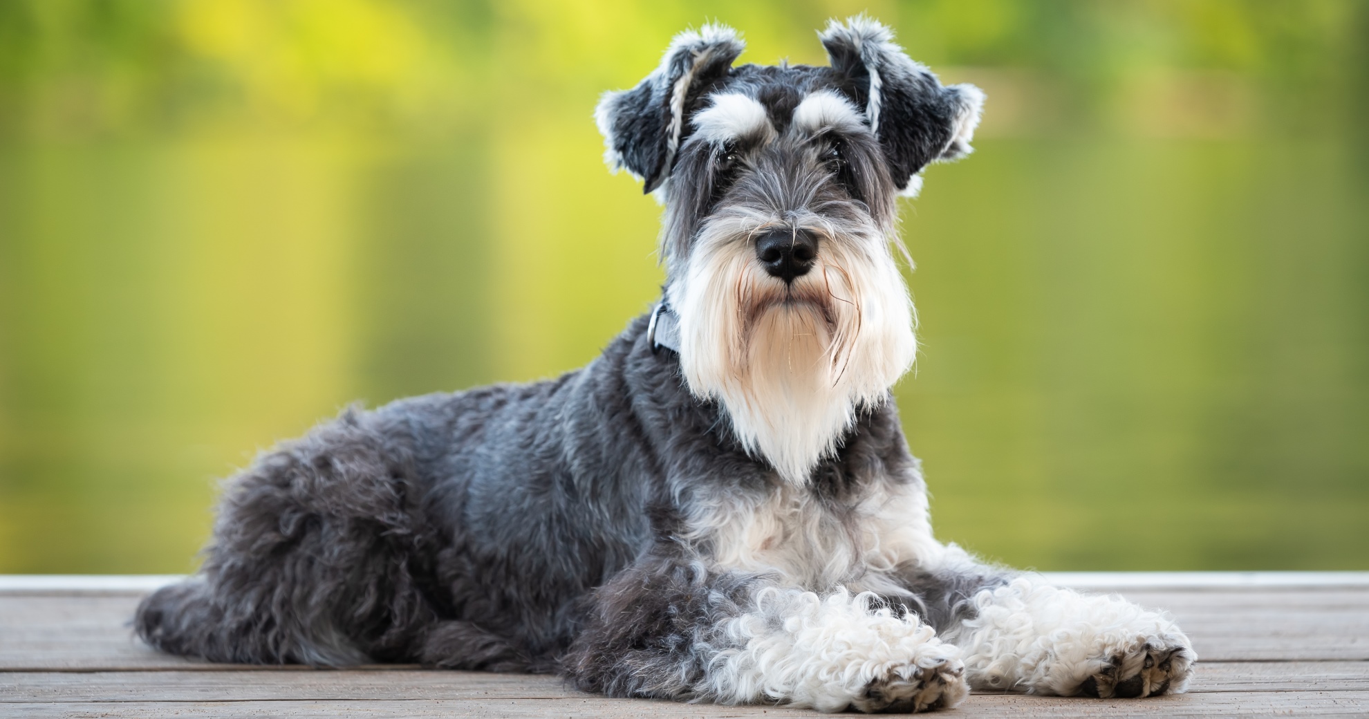 Miniature Schnauzer - Diabetes Mellitus - UFAW