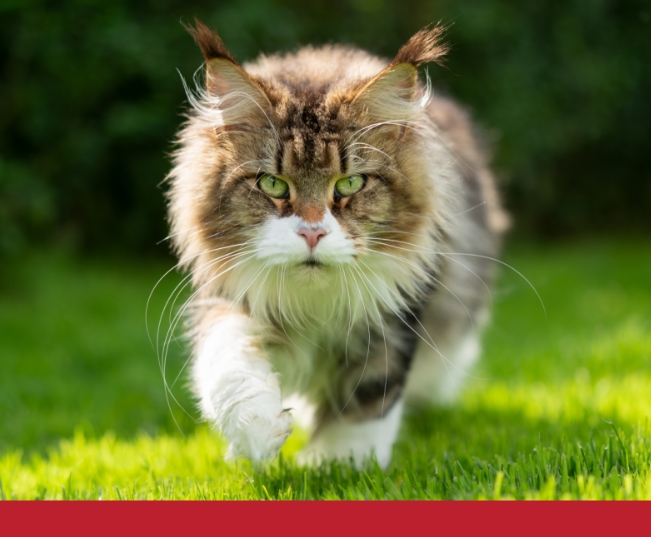 Read more about the article Why Does My Cat Drool?