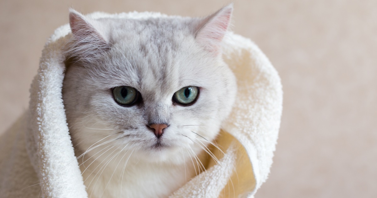Should You Bathe Your Cat? PetlifeSA
