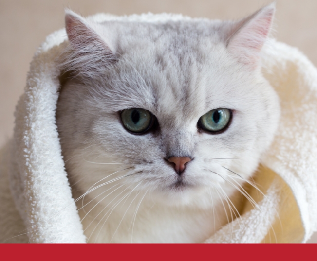 Read more about the article Should You Bathe Your Cat?
