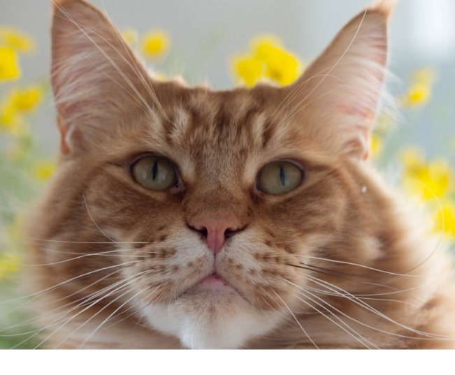 Read more about the article Allergies In Pets Are Real