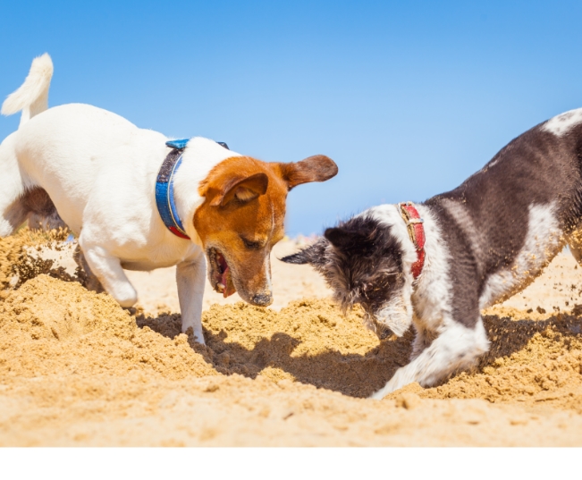 Read more about the article Holiday Tips for Pet Owners