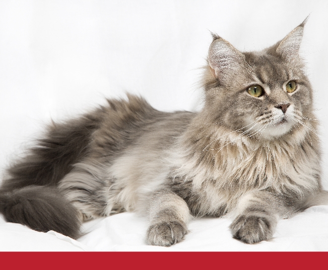 Read more about the article Feline Acne
