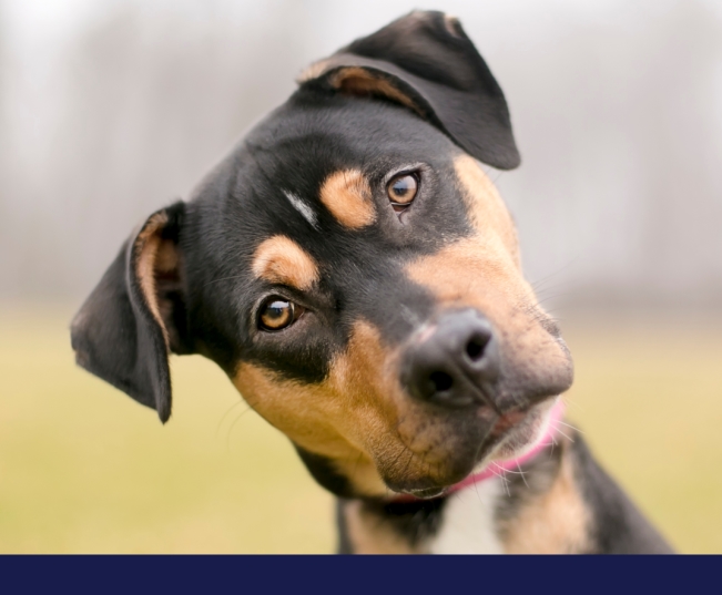 Read more about the article Doggy Communication: Body Language