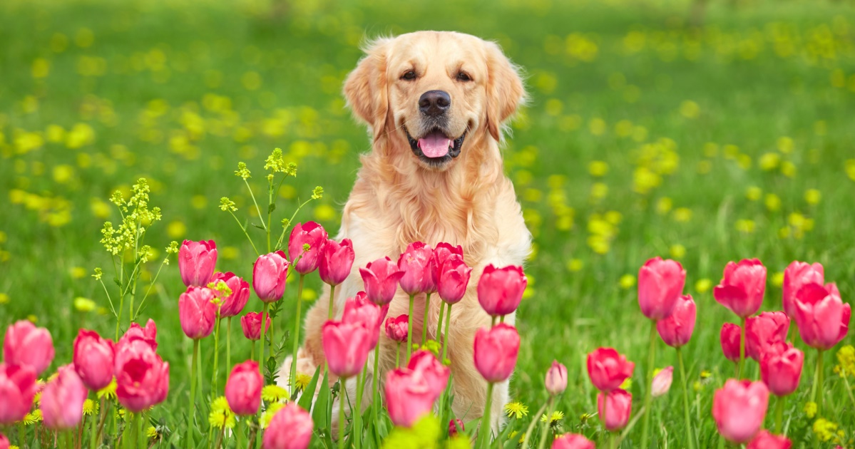 Toxic plants: What dog owners should know - PetlifeSA