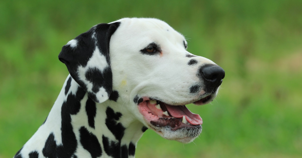 Teaching Deaf Dogs Sign Language - PetlifeSA