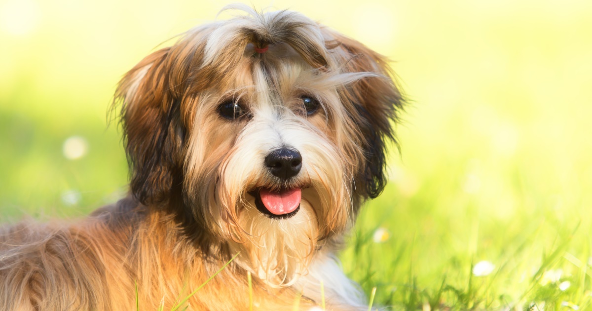 Most Popular Dog Breeds - Petlifesa