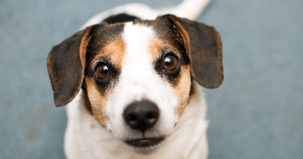 Canine Eye Health PetlifeSA