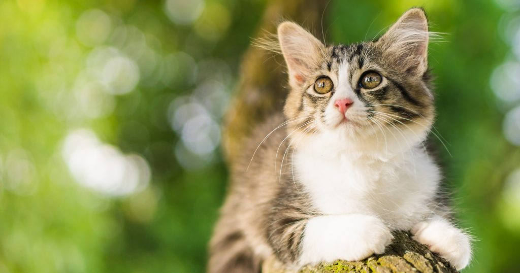 Caring For Your Cat’s Ears PetlifeSA