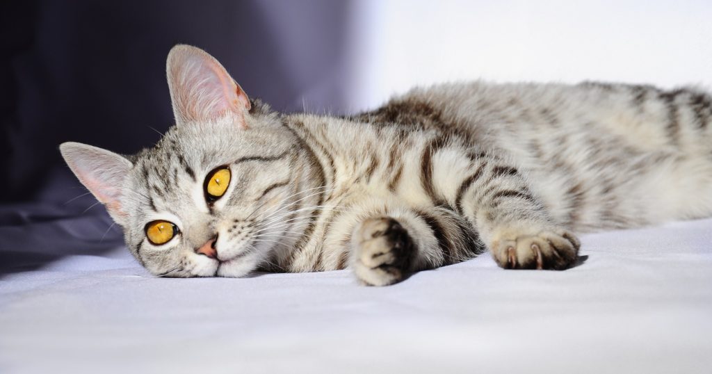 Your Cat’s Digestive System PetlifeSA