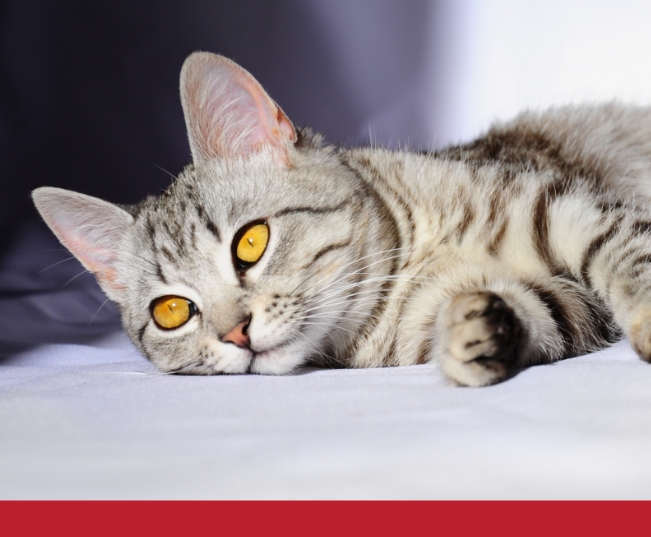 Read more about the article Your Cat’s Digestive System