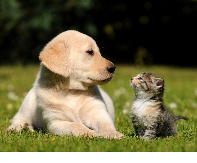 Read more about the article Maintaining Your Pet’s Immune System