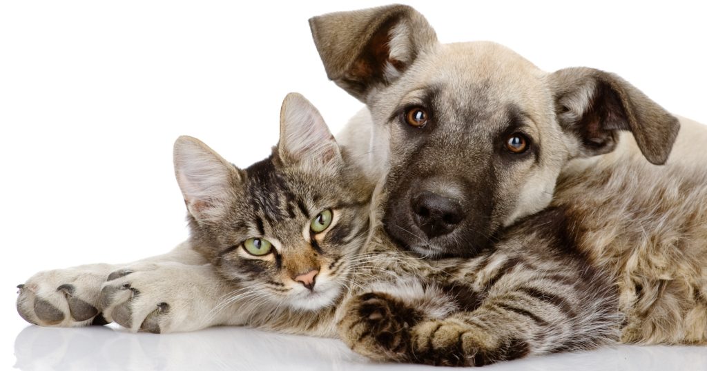 Gastrointestinal Health In Dogs And Cats PetlifeSA