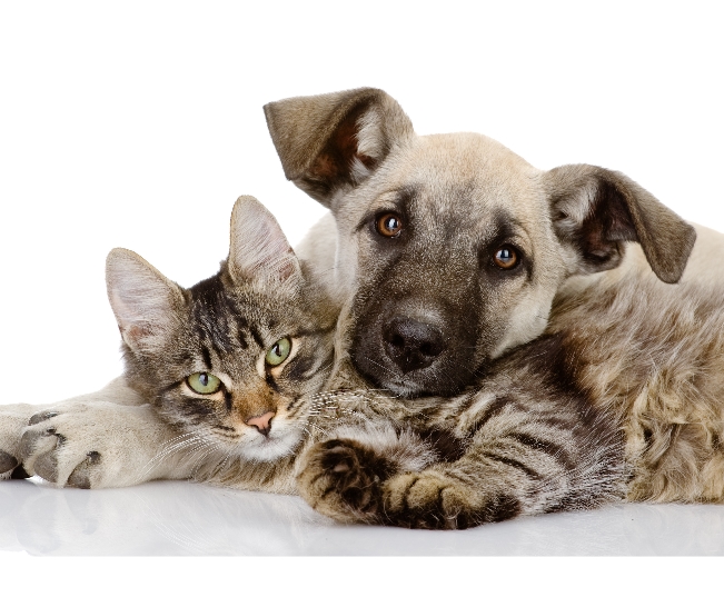 Read more about the article Gastrointestinal Health In Dogs And Cats