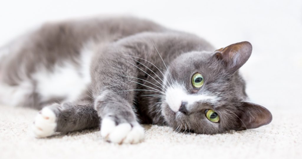 My Cat Has Inflammatory Bowel Disease: Can I Manage It At Home? - PetlifeSA