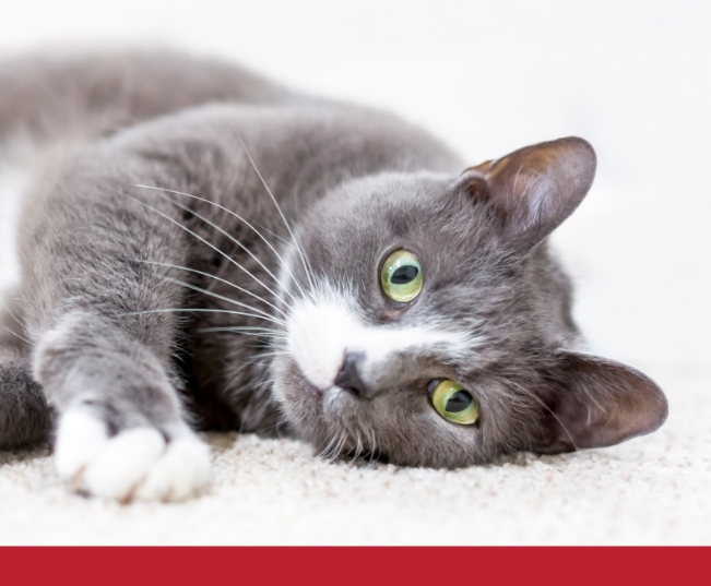 Read more about the article My Cat Has Inflammatory Bowel Disease: Can I Manage It At Home?