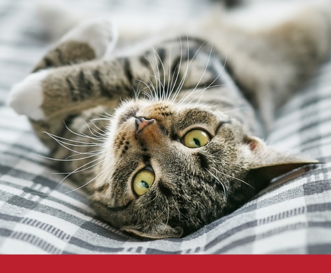 Read more about the article First Aid For Cats